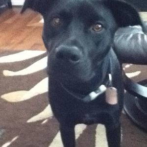 Meet your Posher, Paxton